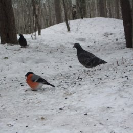 Фотография "Случайное фото. Снегирь решил подкормиться среди голубей.(см. коммент.)10.05.24г.,Печора."