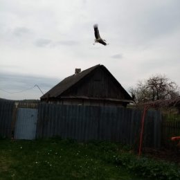 Фотография "Мои роднулечки прилетели 🤩"