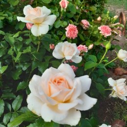 Фотография "Чандос Бьюти, моя любимая роза"