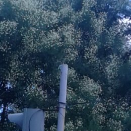 Фотография "Возле 22 школы цветет софора японская "