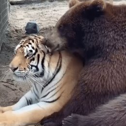 Фотография от валерьян романов