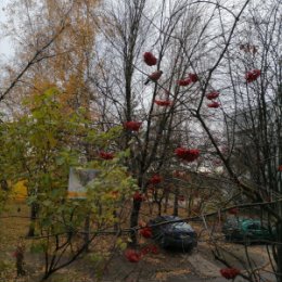 Фотография "Снегирь уже на месте"