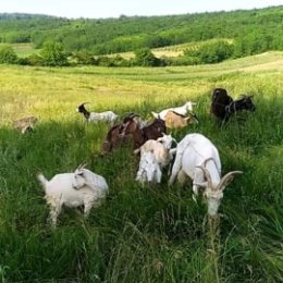 Фотография "Vindem lapte de capră,carne de ied. 079207257 Călărași, Sipoteni"