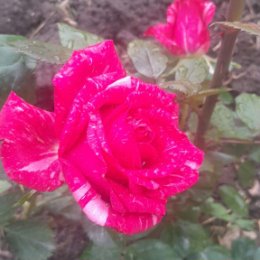 Фотография от ИРИНА ПОДОБИНА Цветы из моего сада