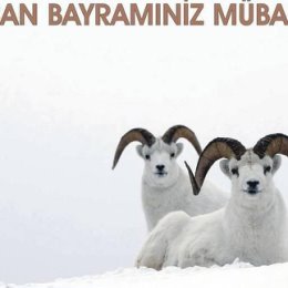 Фотография "Qurban bayraminiz Mubarek"