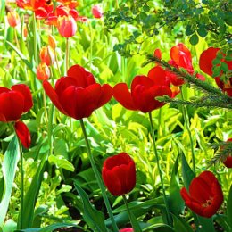 Фотография "2024 год -6 мая - Весенние радости- Любимцы пани Надя -Жаль, что  цветут очень короткий промежуток времени,но остаются в фотографиях и радуют душу...."