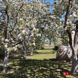 Фотография "Яблони в цвету-какое чудо..."