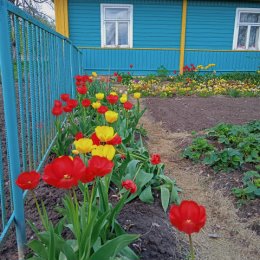 Фотография "Зацвели, тюльпаны..."