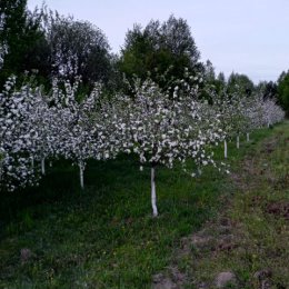 Фотография "Молодой сад переоделся."