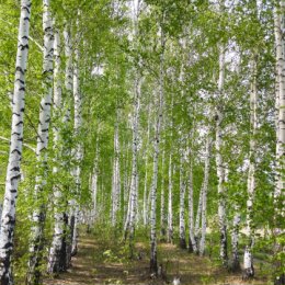 Фотография "Русские берёзы. "