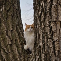 Фотография "Янтарный Кот на прогулке"