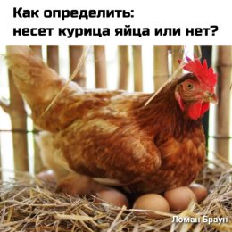 Фотография от Инкубатор23 Кубанская Усадьба