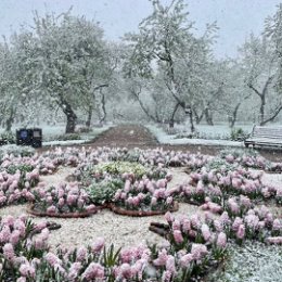 Фотография "Весенняя Москва, цветы под снегом, потрясающе "