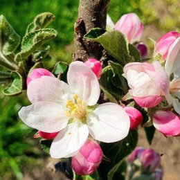 Фотография от Елена Рогулина (Медвецкая)