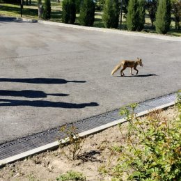 Фотография "На  Мамаевом  Кургане  лисица - мамулечка выходит к людям ,чтобы  подкормиться...."