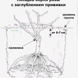 Фотография "✍Совет! ОШИБКА НОВИЧКОВ
‼Статистика подтверждает, что кусты роз с неуглубленными прививками гибнут гораздо чаще.

☝Объяснения подобной ситуации логичным и понятны. При поливе неизбежно происходит размывание грунта, что приводит оголению корневой системы.

🙁В результате она становится более подвержена воздействию погодных условий, хуже противостоит вредителям и различным заболеваниям. Розы с плохо заглубленной прививкой чаще выпускают поросль и отличаются медленно развивающейся корневой системой. Такие экземпляры отличаются замедленным развитием, плохо растут, часто болеют и характеризуются высоким риском перерождаться

🌧💧❄🌞При заглублении прививки над корневой системой создается своеобразная шапка из земли, которая выступает естественной защитой. Такое растение лучше переживает зимний период, выдерживает более низкие температуры и лучше восстанавливается при наступлении теплых температур. Побеги более устойчивы к сквознякам и кустам менее страшны порывы ветра.

Такая рекомендация касается всех сортов куст"