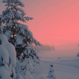 Фотография от 🌺НЕЗАБУДКА 🌺