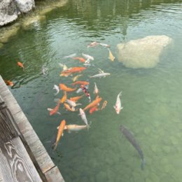 Фотография "Японский сад Mriya Resort & SPA_Оползневое"