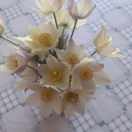 Фотография "Весенние цветы #❤"
