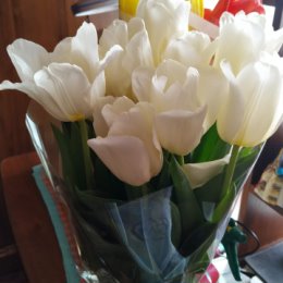 Фотография "Белые тюльпаны от сына со снохой и внука, всём спасибо"