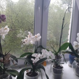 Фотография "

На моем окне цветочное пиршество – дружно зацвели  почти все мои орхидеи"