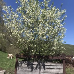 Фотография "Черёмуха, Чарышскиф р-н, Алтайский край, 13.05.2024"