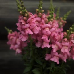 Фотография от Оксана Flowers