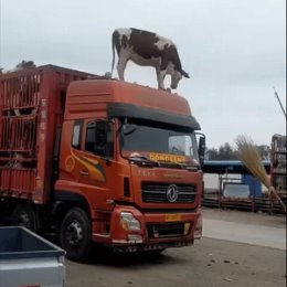 Фотография от Полина Майнагашева