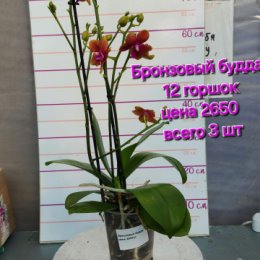 Фотография от ОрхоРай Продажа Орхидей по всей России