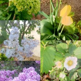 Фотография "Немного весны с моего сада "