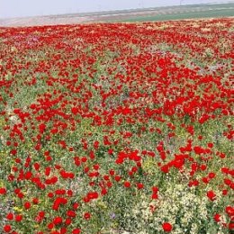 Фотография от Лариса Яковлева