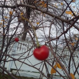 Фотография "Зимняя вишня"
