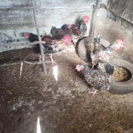 Фотография от Цыплята гусята Муларды утята Несушки