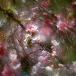 Фотография "Айва японская . Парк Дендрарий . Сочи
#сочи , #весна2024 , #флора , #дендрарийсочи , #фотографвадимфедотов , #дендрарий , #цветы"
