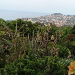 Фотография "Botanischer Garten, Funchal,  Madeira. September 2023"