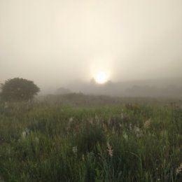Фотография "Утро в Алгасово. 1 июля."