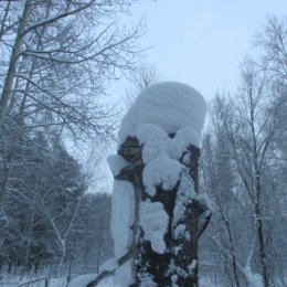 Фотография "снежные причуды"