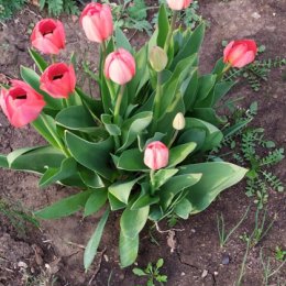 Фотография "У подруги Нины зацвели тюльпаны!"