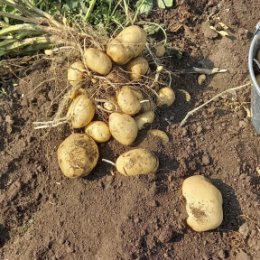 Фотография "Урожай картофеля сорт Витесе"