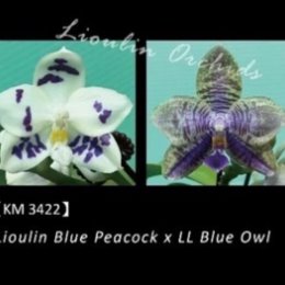 Фотография "3422 P.Lioulin Blue Peacock x LL Blue Owl 
Размер 1.7. 3900"