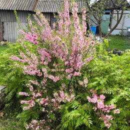 Фотография "Миндальное дерево уже цветет"