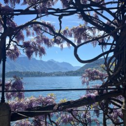Фотография "14.04.2024 г Италия, Грианте -  глициния цветет на озере Комо"