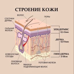 Фотография "Из каких слоев состоит наша кожа ?!

#новороссийск #косметологновороссийск #красотановороссийск #здоровьекожи #пилингновороссийск #губыновороссийск #салонкрасотыновороссийск"