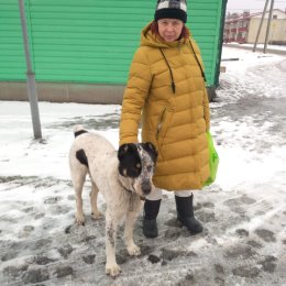 Фотография "Сегодня, в районе автовокзала на Октябрьский, собака с ошейником"