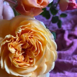 Фотография "Мои последние розы в этом году срезала 11 октября"