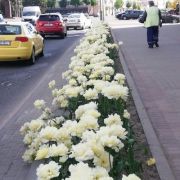 Фотография "Такие тюльпаны появились в нашем городе этой весной"