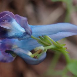 Фотография "Хохлатка сомнительная (Corydalis ambigua), поздняя форма, 07.05.2024."