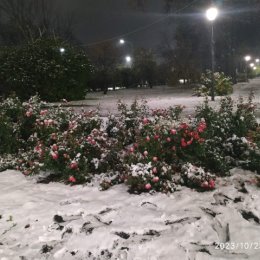 Фотография "Розы перед сном,прикрылись белым одеяльцем."