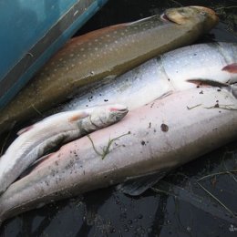 Фотография "Та, что самая маленькая слева около 1 кг. Остальные три больше. Красная порода рыб. Голец и Кумжа. Озеро То-эн-то_18 сентября_2009."