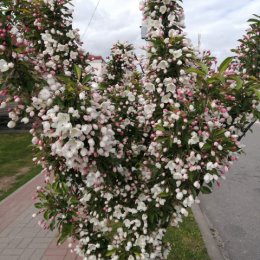 Фотография от Галина Калачова(груца)